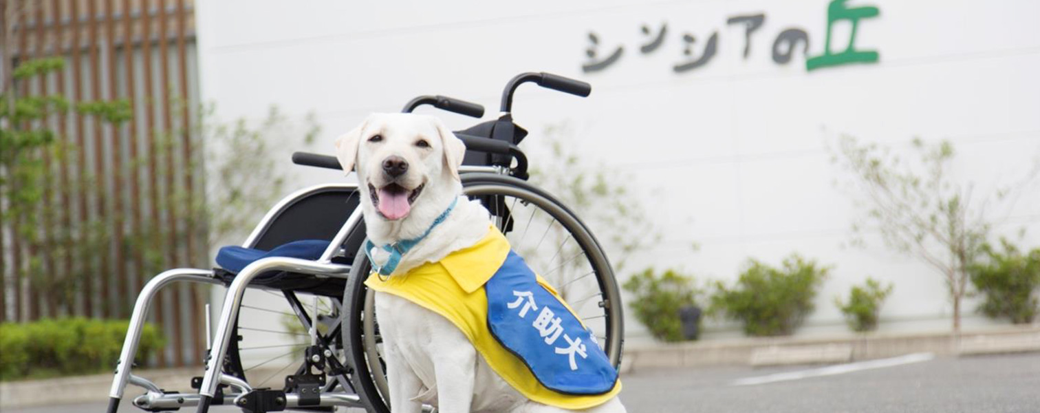 使用者の大切なパートナー 盲導犬・介助犬を知ろう ここでは、体の不自由な人のサポートが仕事の犬たちを紹介します。人と一緒に公共交通機関に乗ったり様々な場所に行くことが法律で認められている犬たちです。